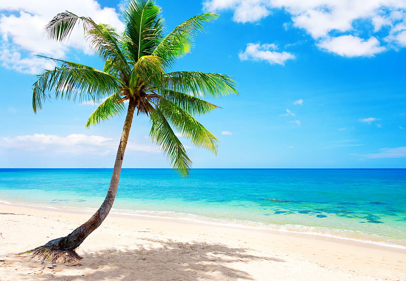 Tropical Beach, vacation, ocean, palm, emerald, sky, sea, beach, sand, summer, sunshine, tropics, coast, blue, HD wallpaper