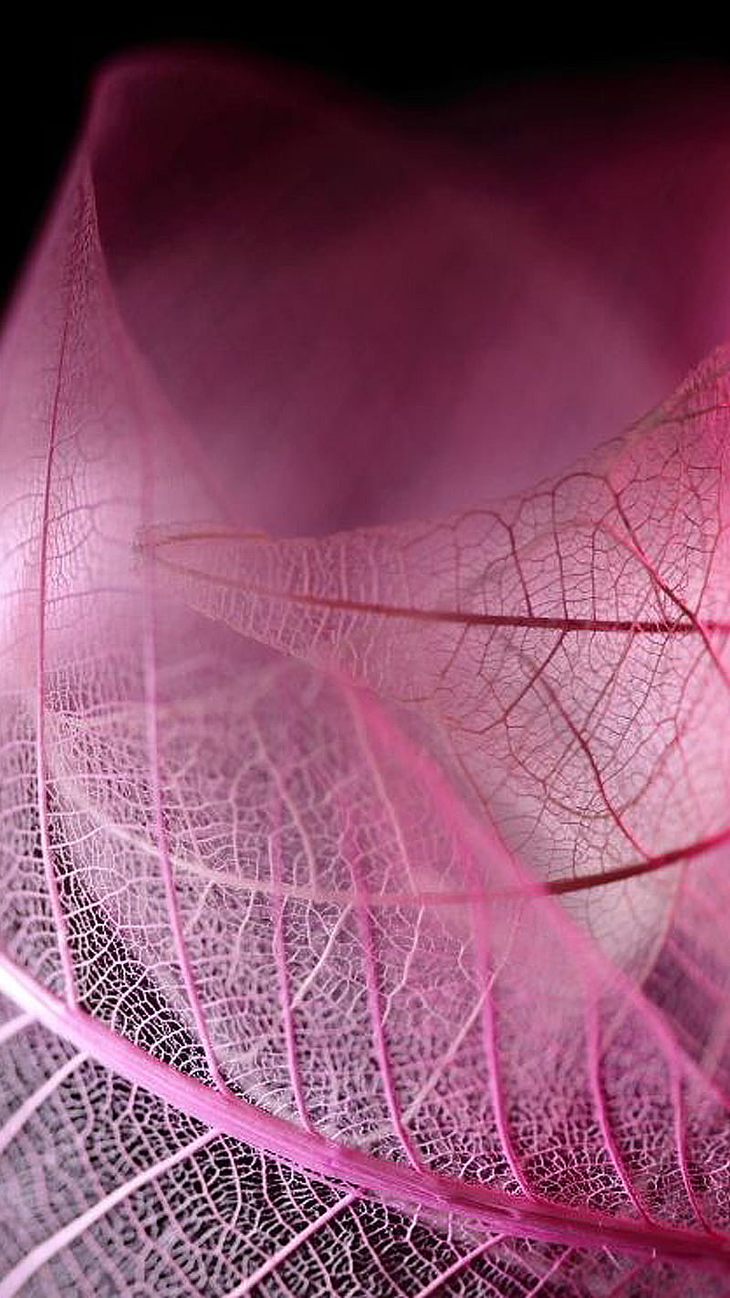 Pink cuddle, leaf, love, HD phone wallpaper