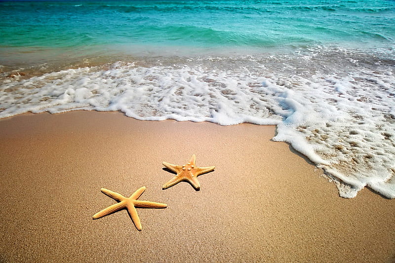 Starfishes, beach, sand, summer, starfish, sea, HD wallpaper