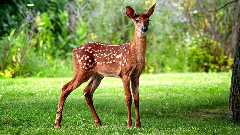 Little deer, cute, grass, animal, deer, HD wallpaper