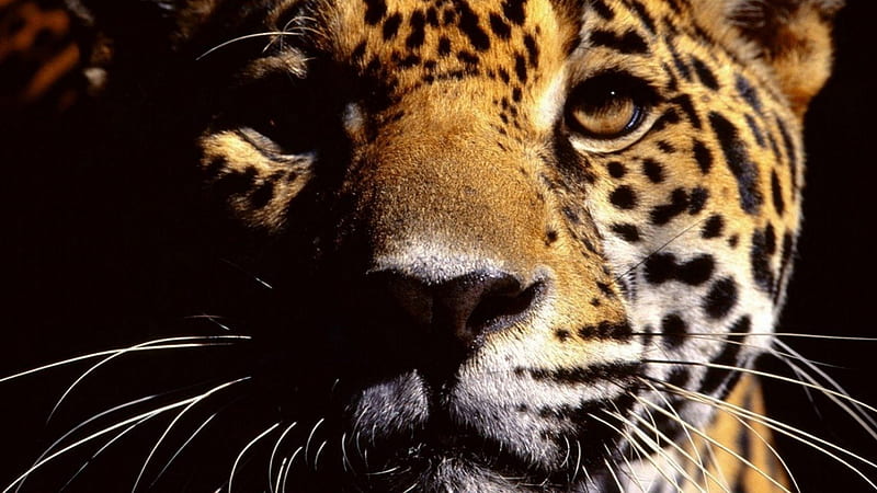 Leopard, cats, animals, kitty, HD wallpaper