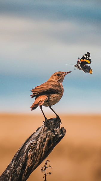 Animali, animale blu Sfondo del telefono HD | Pxfuel