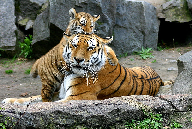 Tiger baby with tiger mother, zoo, mom, wildlife, tiger, mother, son, baby, HD wallpaper