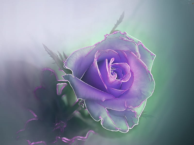 Hermosa rosa violeta, rosa, flores, naturaleza, pétalos, violeta, Fondo de  pantalla HD | Peakpx