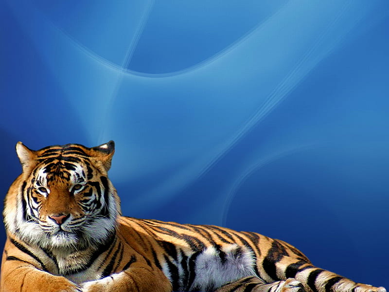 Windows tiger, wildlife, tiger, cat, animal, HD wallpaper
