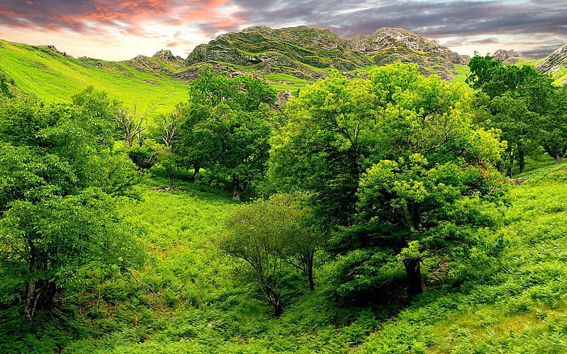 trees green brightly-Nature, HD wallpaper