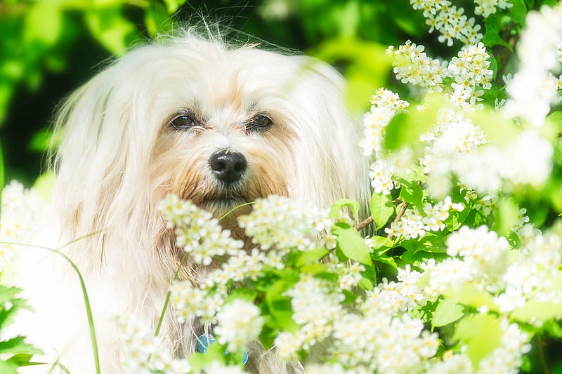 Dogs, Dog, Havanese, Pet, White Flower, HD wallpaper