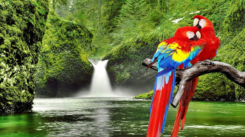 Parrots in Paradise, Waterfalls, Paradise, Forests, Parrots, Animals, Birds, HD wallpaper