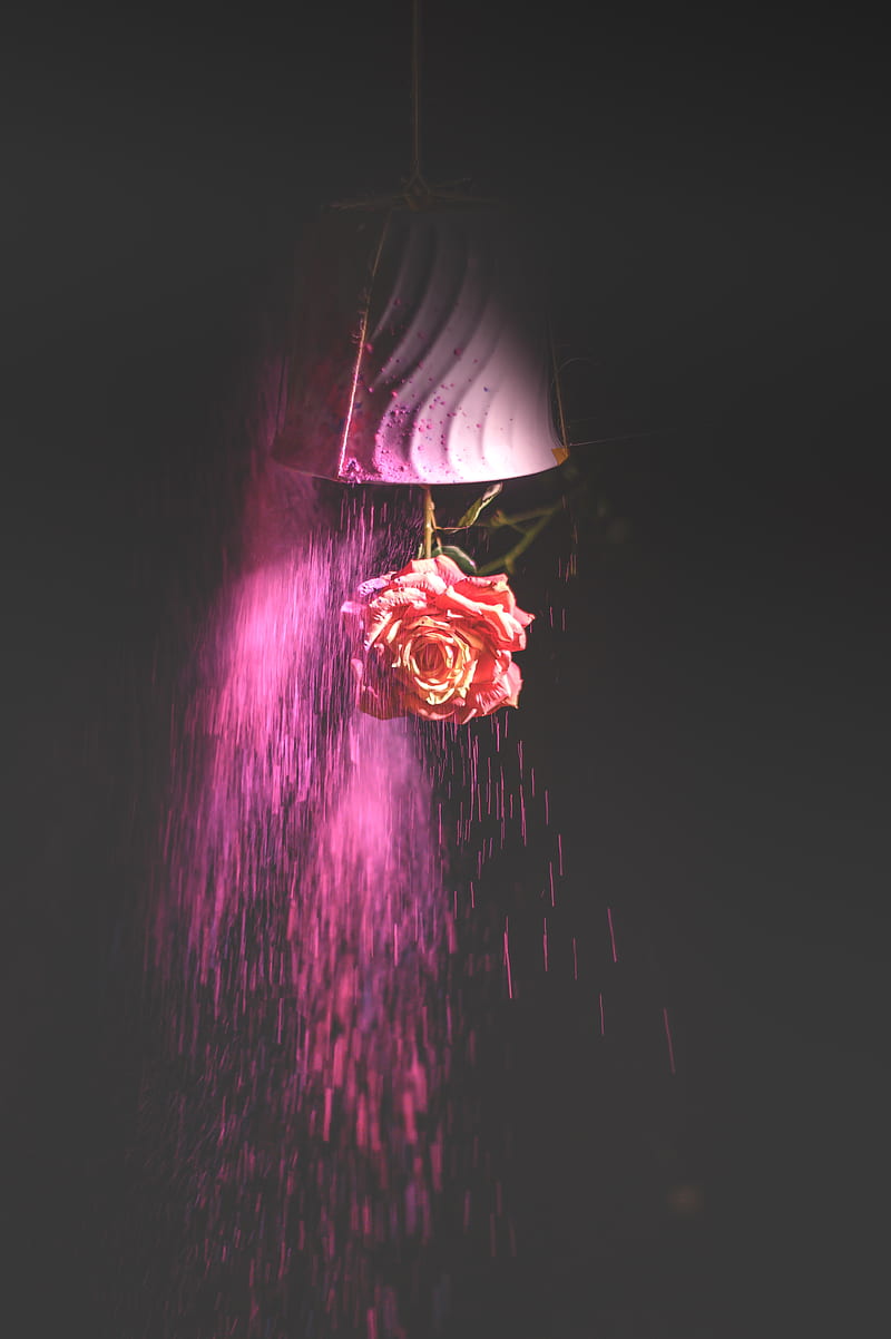 rose, flower, paint, dark, HD phone wallpaper