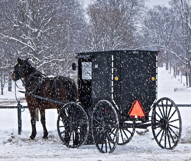 Amish buggy in snow, snowfall, buggy, black, horse, amish, winter, HD wallpaper