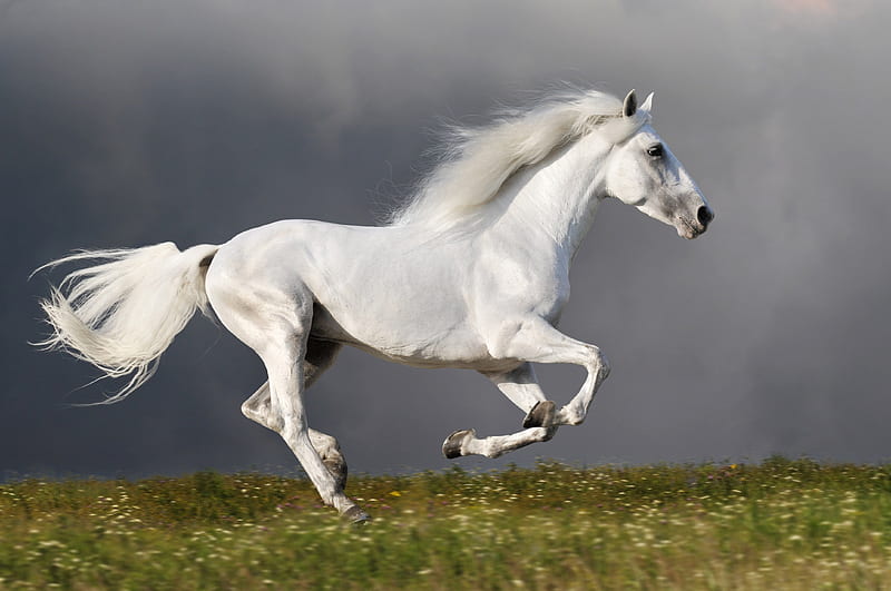 Spirit, galloping, storm, horse, grass, HD wallpaper
