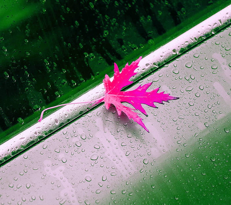 pink leaf, abstract, color, colorful, cool, drops, nature, new, water, HD wallpaper