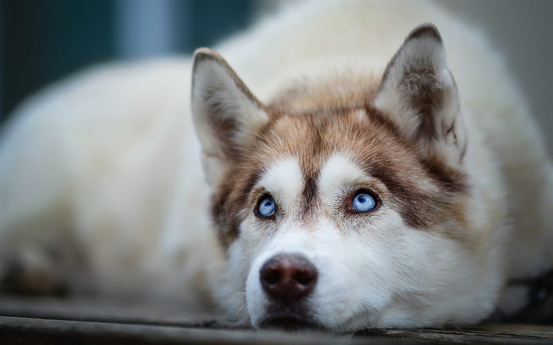 husky, white dog, blue eyes, cute dog, sad dog, pets, dogs, HD wallpaper
