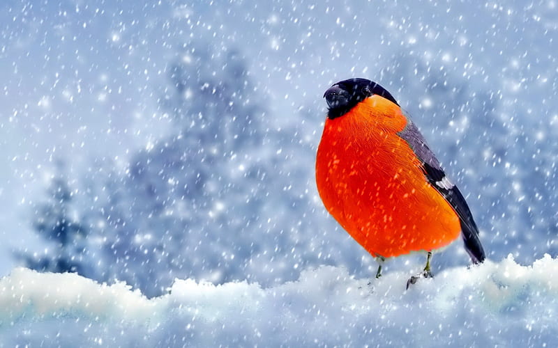 Winter, Snow, Bullfinch, winter bird, beautiful bird, HD wallpaper