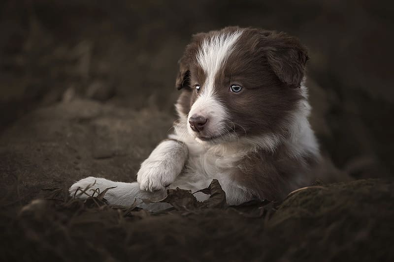 Border Collie puppy, dog, puppy, white, brown, fog, border collie, cute, caine, HD wallpaper