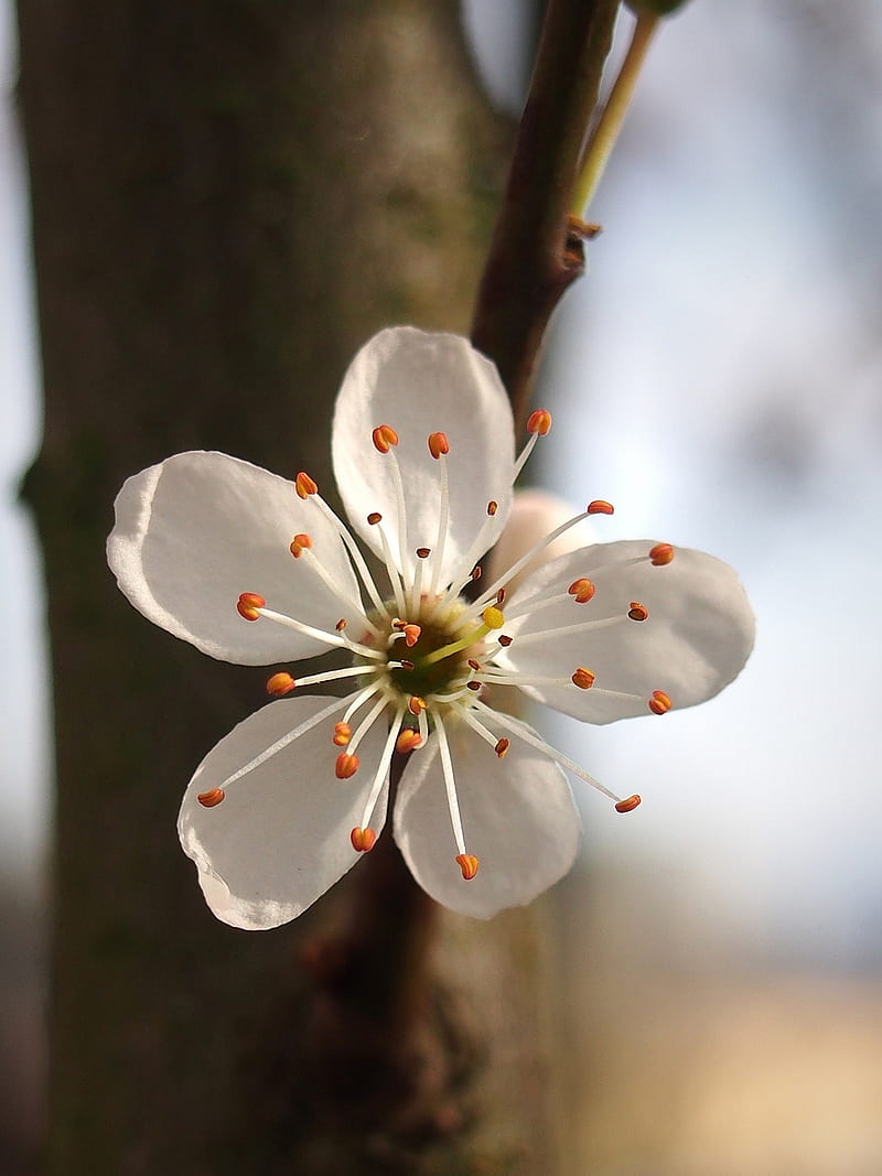 Flores de primavera, flores, jardín, primavera, blanco, Fondo de pantalla de  teléfono HD | Peakpx