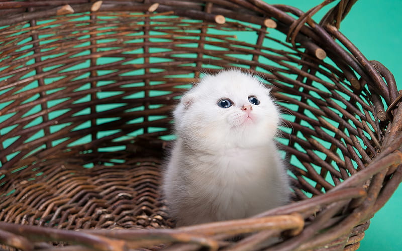 small white kitten, basket, fluffy kitten, cute cats, pets, HD wallpaper