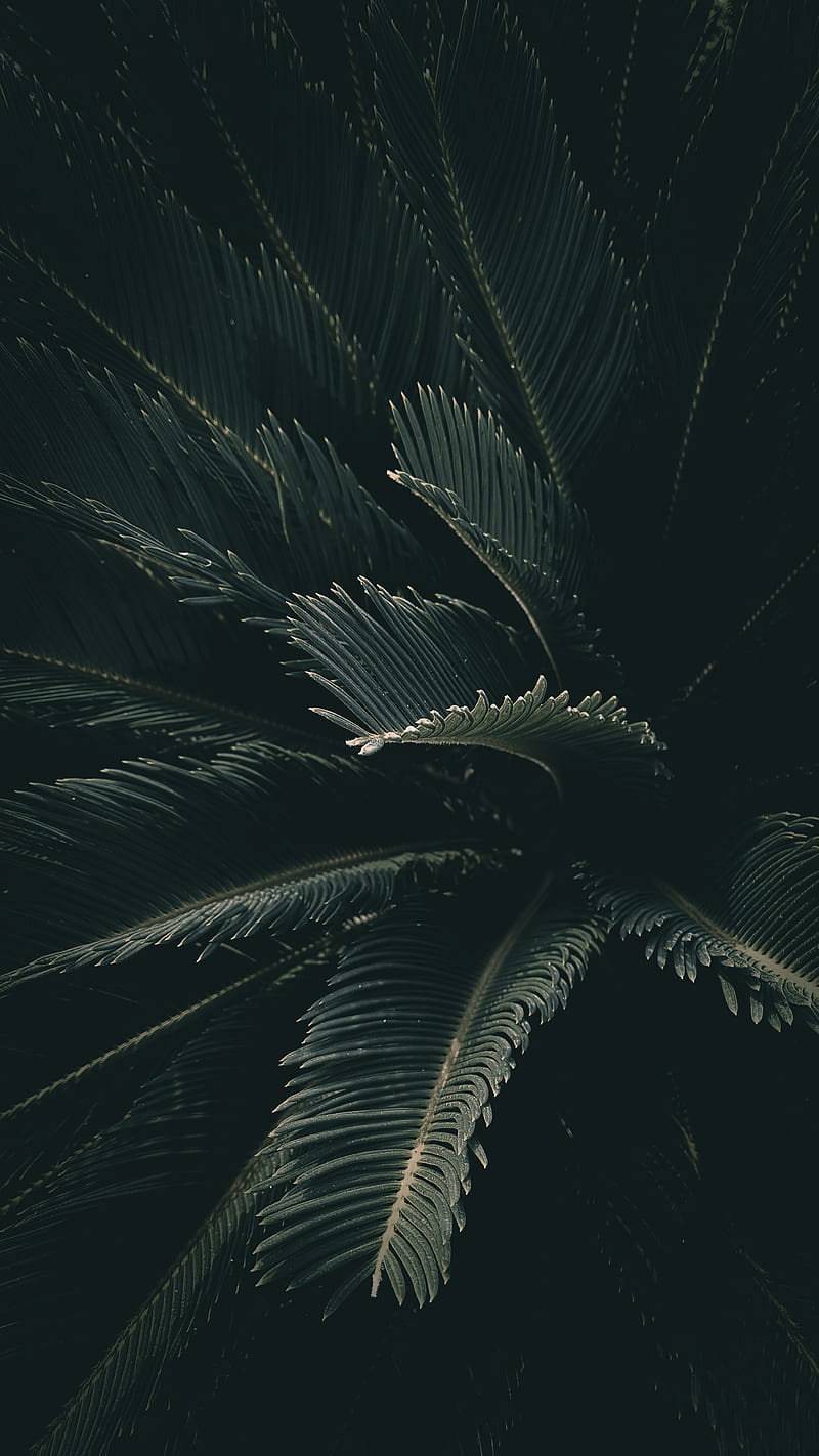 Nature Leaf Walpaper, cool, dark, HD phone wallpaper