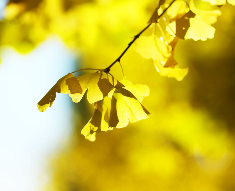 Ginkgo biloba (Maidenhair Tree), fall, autumn, tree, leaves, ginkgo, ginko biloba, dinosaur, HD wallpaper