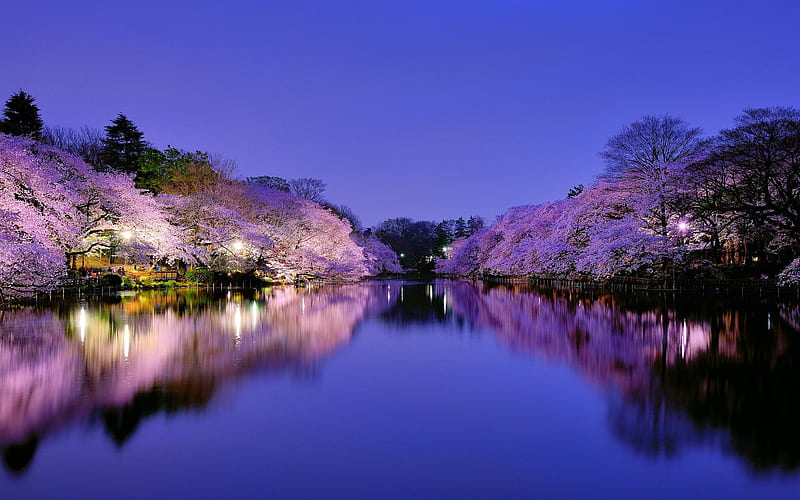 Japan Night Scenery-, HD wallpaper