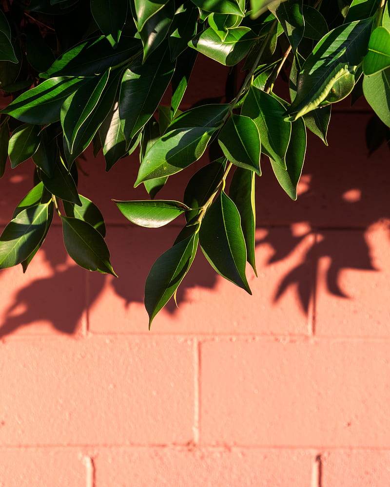 green leaves, shadow, fresh, summer, wall, Nature, HD phone wallpaper