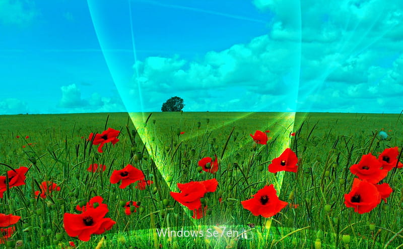 90 - Windows 7, grass, 7, microsoft, roses, sky, windows, green, windows 7, flowers, nature, seven, blue, HD wallpaper