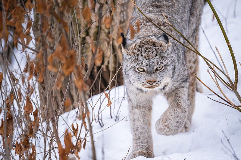 Cats, Lynx, Big Cat, Snow, Wildlife, Winter, predator (Animal), HD wallpaper