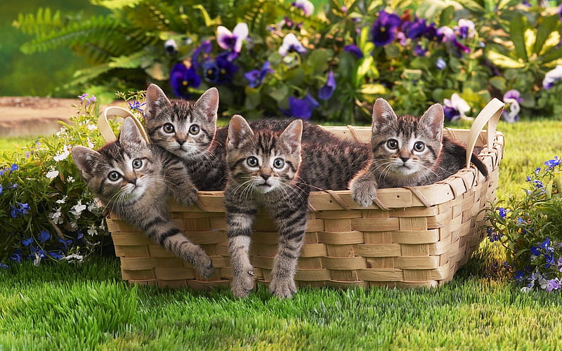 baskets of small cat-cats fun, HD wallpaper
