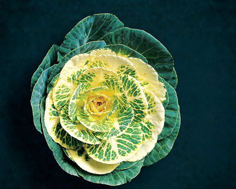 Cabbage, yellow, green, plants, HD wallpaper