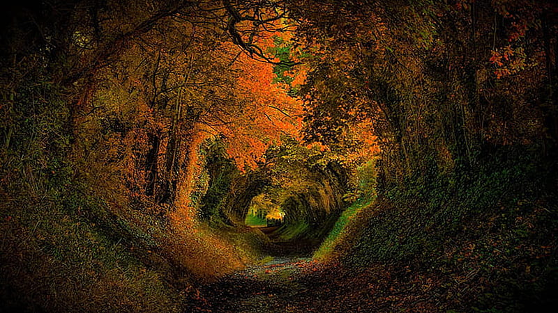 Trees Hole Forest Road Orange Green Yellow Autumn Leaves Autumn, HD wallpaper