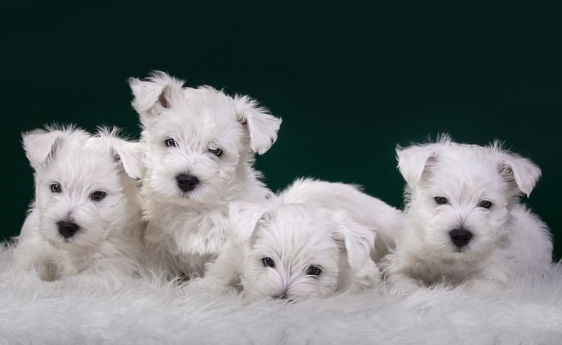 Puppies, cute, green, white, fur, puppy, dog, animal, sweet, HD ...