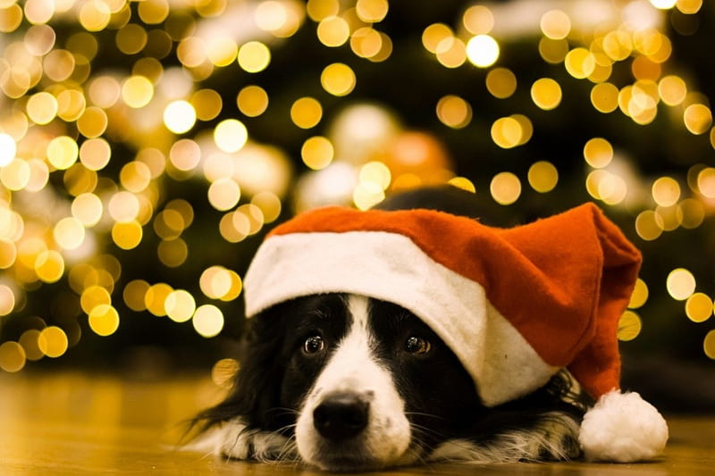69200 Christmas Dog Stock Photos Pictures  RoyaltyFree Images  iStock   Christmas cat Christmas Dog holiday