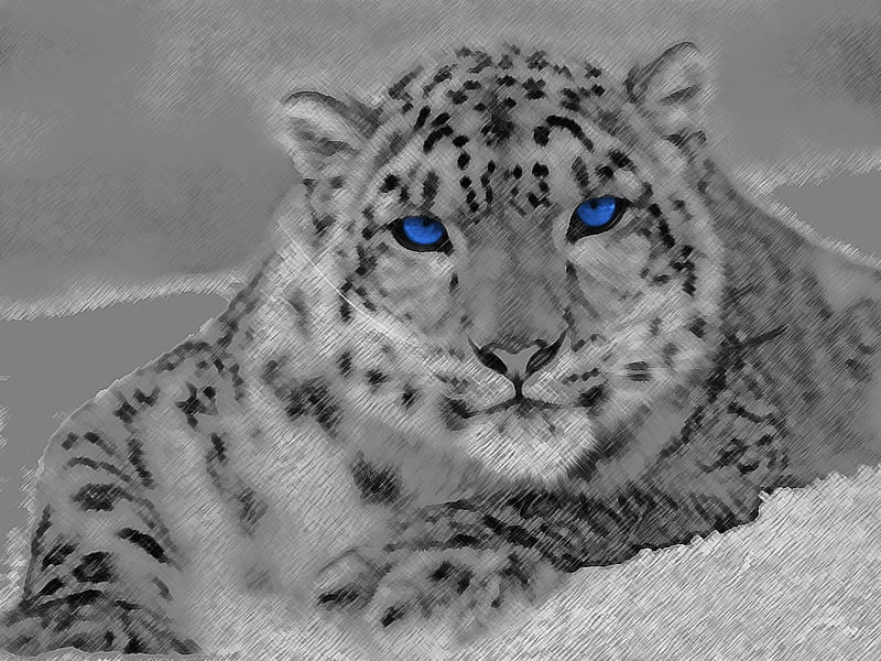 Snow Leopard (Smudge Effect), leopard, bonito, tiger, animal, cute, pencil, snow, smudge, nature, white, eyes, relaxing, blue, HD wallpaper