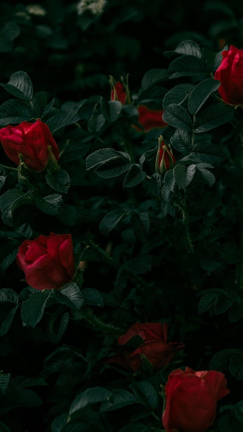 Red Roses , bonito, tree, greenery, HD phone wallpaper