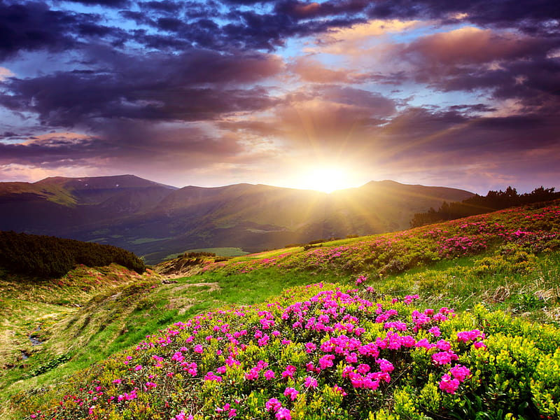 Lovely View, pretty, colorful, sun, grass, bonito, sunset, magic, clouds, flowers field, green, flowers, beauty, sunrise, amazing, hills, lovely, sunlight, purple flowers, colors, sky, sunrays, rays, purple, mountains, nature, field of flowers, field, landscape, HD wallpaper