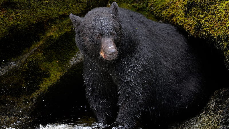 BBC One - Wild Alaska Live, American Black Bear, HD wallpaper