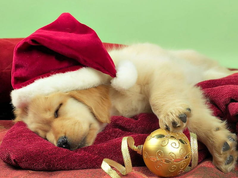 Golden for Christmas, red, christmas, labrador, golden, peace, pet, love, siempre, animals, dogs, HD wallpaper