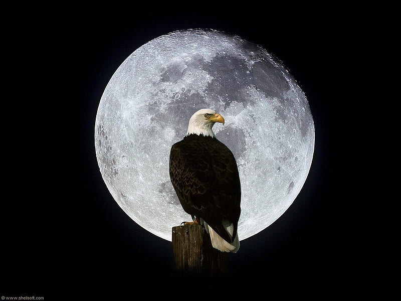 águila en la luna, águila, luna, pájaro, noche, Fondo de pantalla HD |  Peakpx