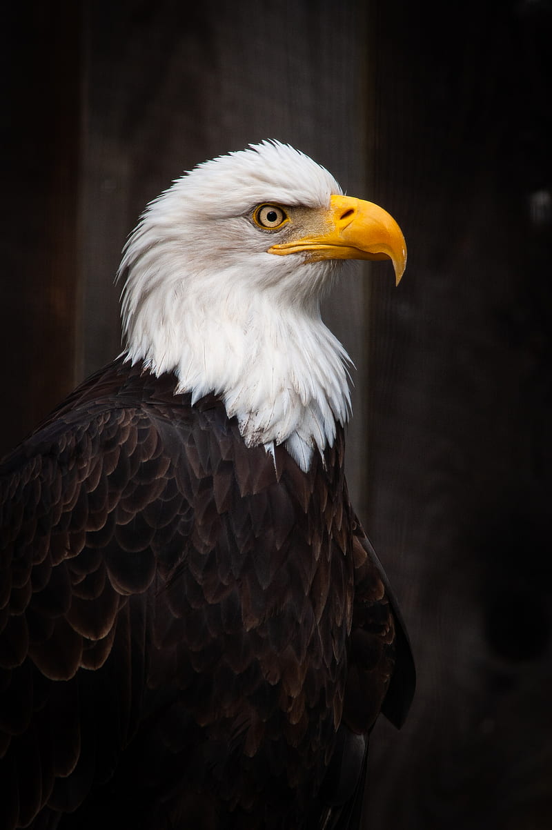 eagle, bird, predator, feathers, beak, HD phone wallpaper