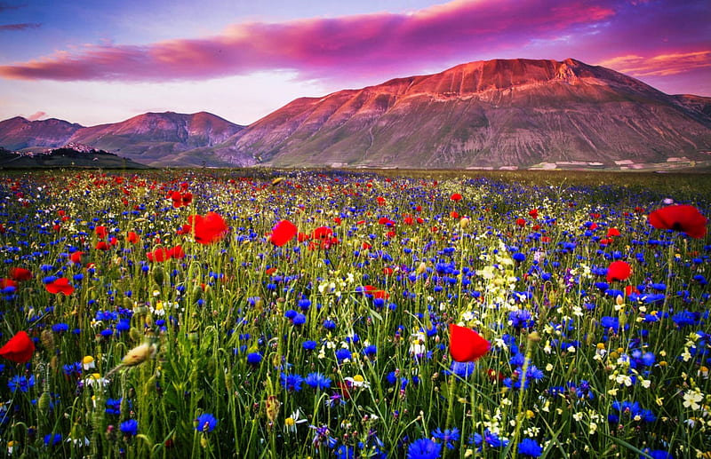 Flowers At Sunset, red, Italy, bonito, sunset, spring, clouds, green, mountains, flowers, field, blue, HD wallpaper