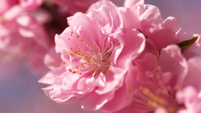 Closeup View Of Pink Spring Blossom Flower Branch Spring Background, HD wallpaper