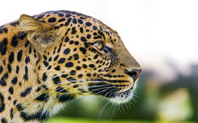 predator, big cat, leopard, face, HD wallpaper