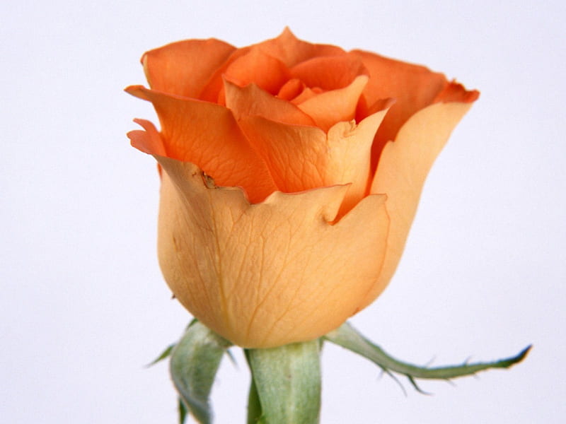 Rose bud, rose, orange, flower, petals, bud, HD wallpaper