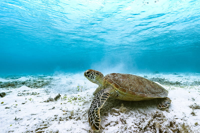 Turtles, Sea Turtle, Underwater, HD wallpaper | Peakpx