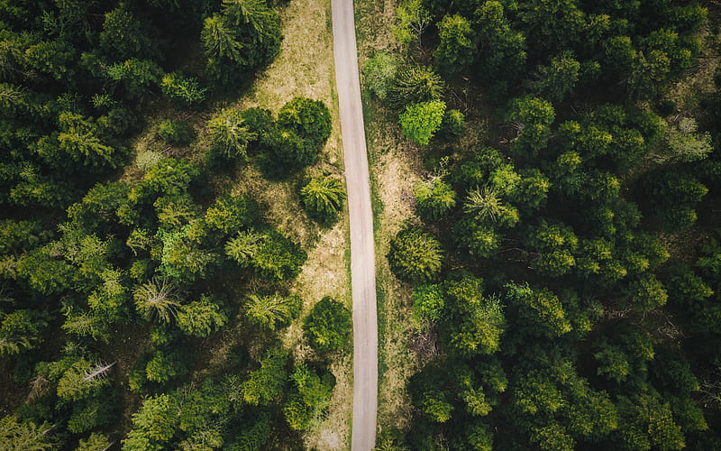 forest road, view from above, green trees, forest, aerial view, road, HD wallpaper