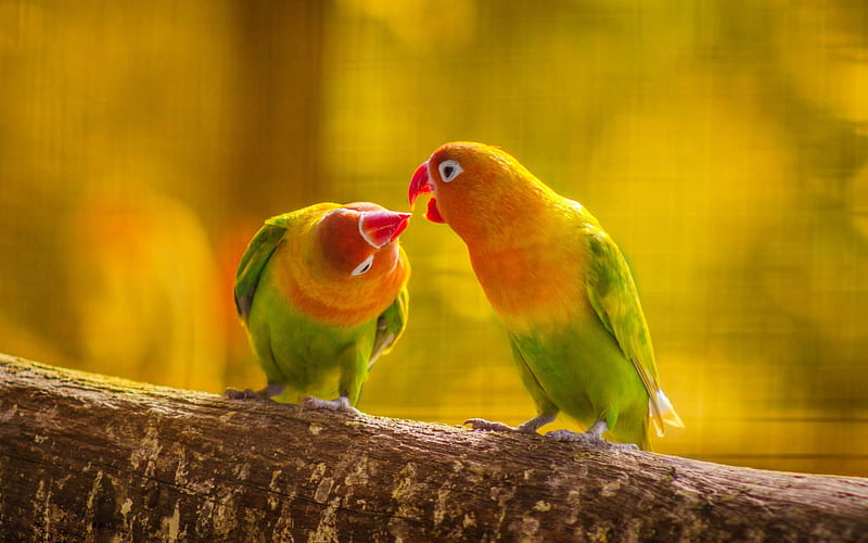 Lovebird, yellow green parrots, beautiful birds, pair of parrots, Madagascar, HD wallpaper