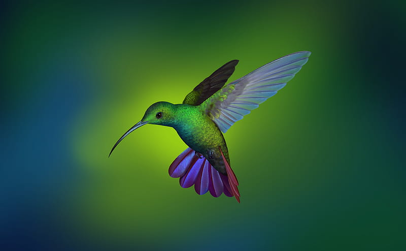 Beautiful Hummingbird Art Ultra, Animals, Birds, bonito, Flying, Bird, Little, hummingbird, HD wallpaper