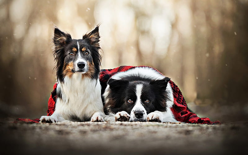 Border Collie couple, dogs family, cute animals, bokeh, pets, autumn, Border Collie, black border collie, dogs, Border Collie Dog, HD wallpaper