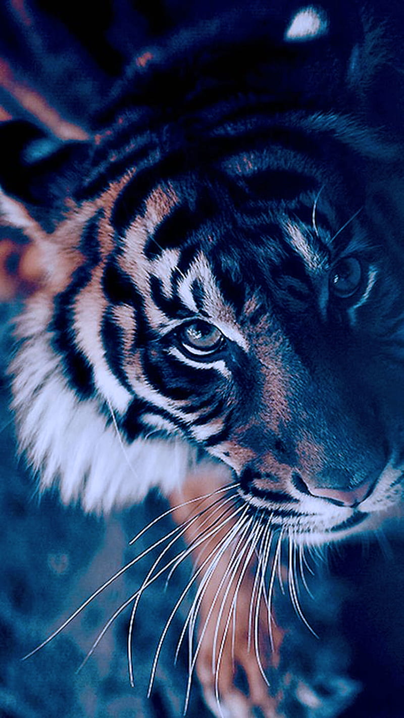 Tigre, oscuro, Fondo de pantalla de teléfono HD | Peakpx