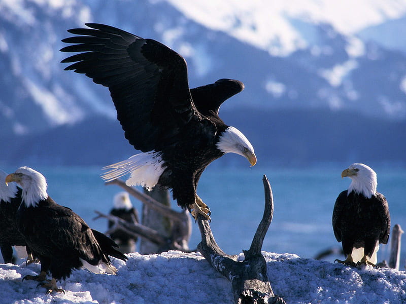 Eagels at a Lake, american eagel, eagels, ospray, nature, lake, HD wallpaper